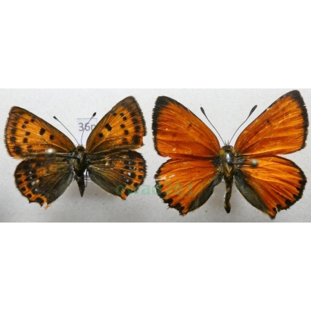 Lycaena virgaureae (Linnaeus, 1758) pair Czerwończyk dukacik Poland36n